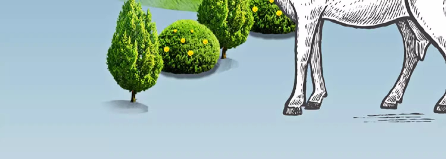 Taupo Goat详情-1 (10).jpg